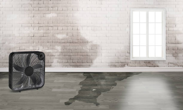 Best Water damage contractors near me  in Johnston, SC